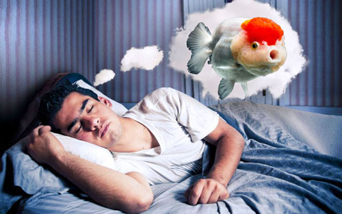 Giấc mơ thấy cá theo phong thủy