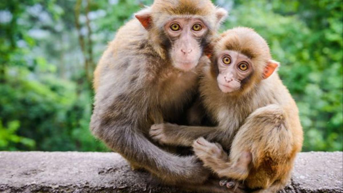 Mơ thấy khỉ có ý nghĩa gì Mơ thấy khỉ có ý nghĩa gì