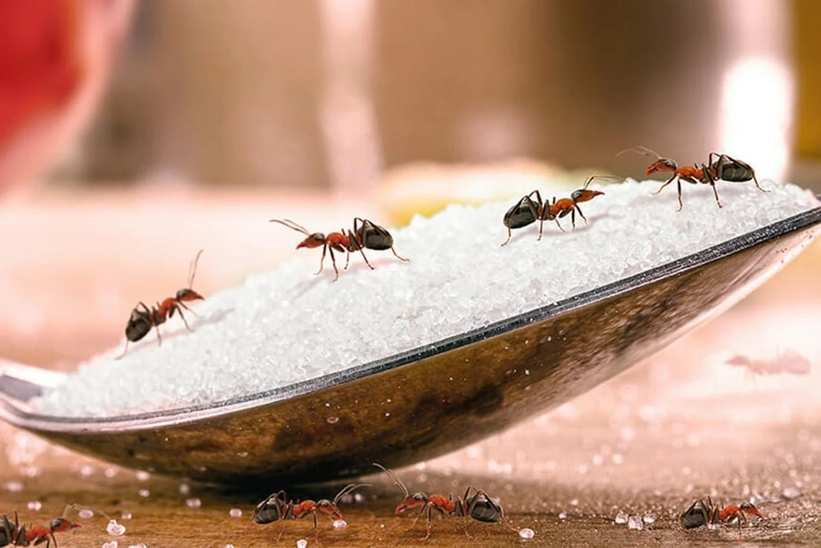 Mơ thấy kiến là điềm tốt hay xấu