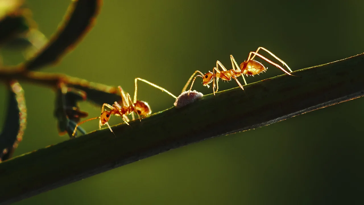 Mơ thấy kiến có ý nghĩa gì