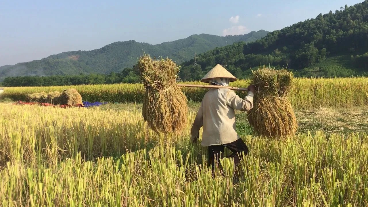 Tại sao giấc mơ thấy lúa chín vàng xuất hiện