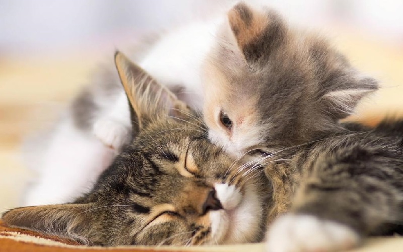 Giới thiệu chung về giấc mơ thấy mèo Giới thiệu chung về giấc mơ thấy mèo