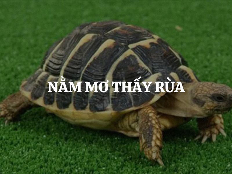 Mơ thấy rùa là điềm gì?
